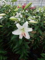 [5273 Siberia T No01.JPG]